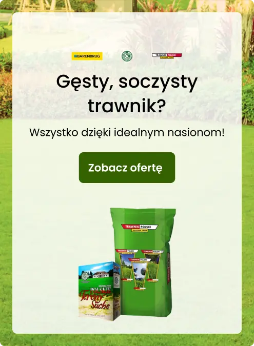 Gęsty, soczysty trawnik